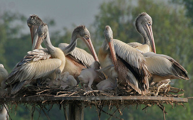 800px-Spot-billed_Pelican_(Pelecanus_philippensis)