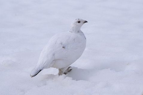 1IMGP7429
