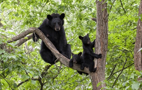 bears