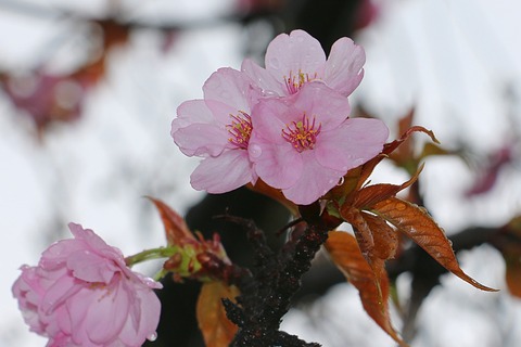 1IMG_2537八重紫桜