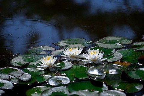 water-lilies-3449574__340