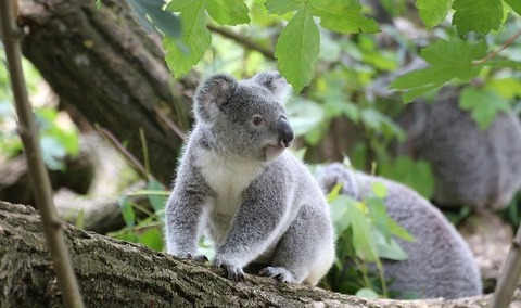 koala-1557457_960_720