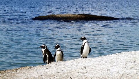 800px-African_penguins