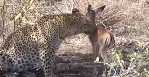 leopard31