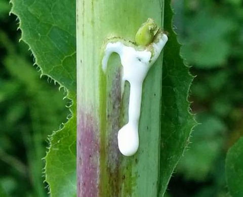 lettuce-opium