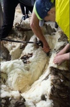 sheep5