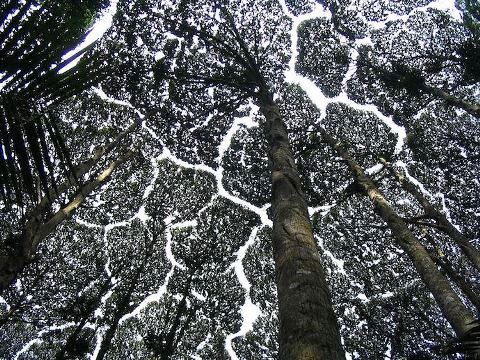 crown-shyness-2