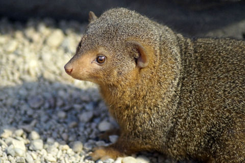 mongoose-3976714_1280