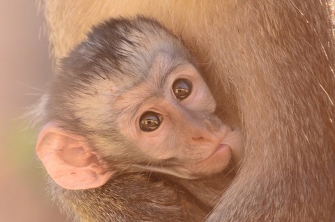 baby-3769808_1280