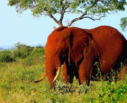 赤洒々 レッド エレファント ひかたま 光の魂たち