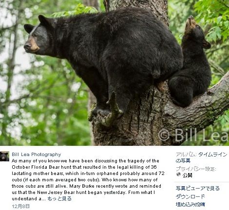 njbear2