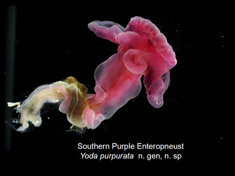 yoda-purpurata