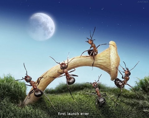 ant4