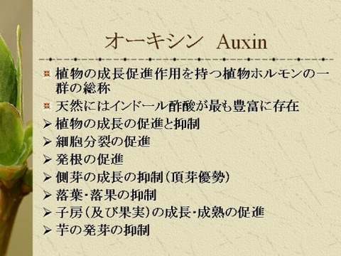 auxin
