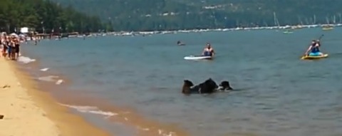 bear33