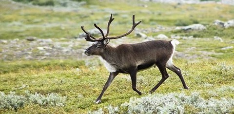 1024px-20070818-0001-strolling_reindeer