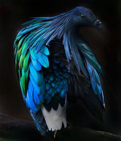 nicobar-pigeon-colorful-dodo-relative-36