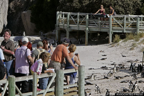 o-BOULDERS-BEACH-570 (2)