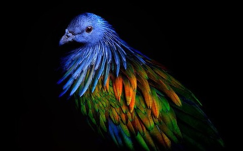 nicobar-pigeon-colorful-dodo-relative-35