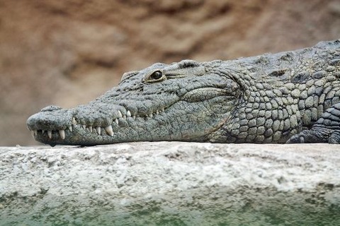 1024px-Nile_crocodile_head
