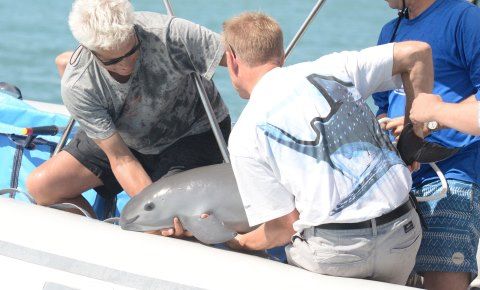 vaquita-recovery-4