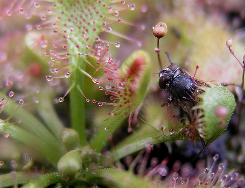 drosera sundew 14