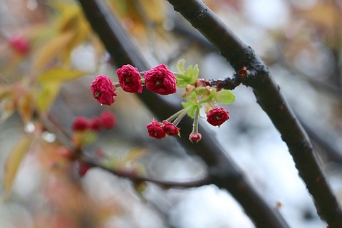 1IMG_2533ヒヨドリ桜