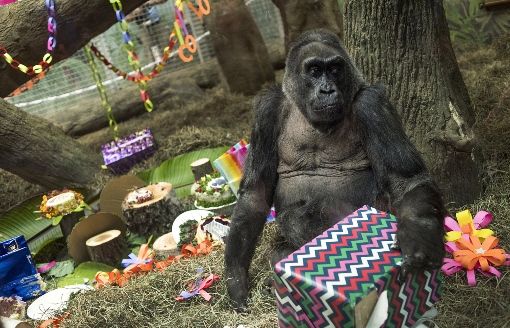 最近の動物のニュースから ひかたま 光の魂たち 最近の動物のニュースから ひかたま 光の魂たち