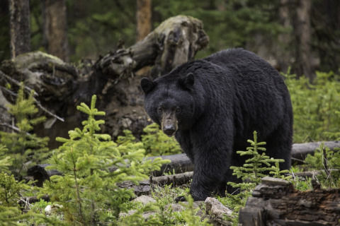 black-bear-1170229_1280