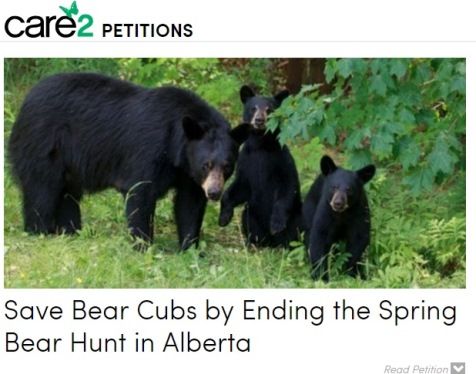 bearsss