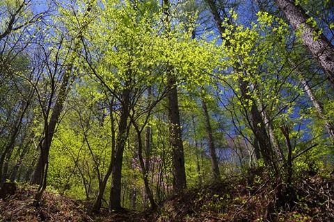 7IMGP0588