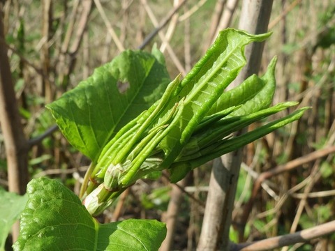 fallopia-japonica-855349_960_720