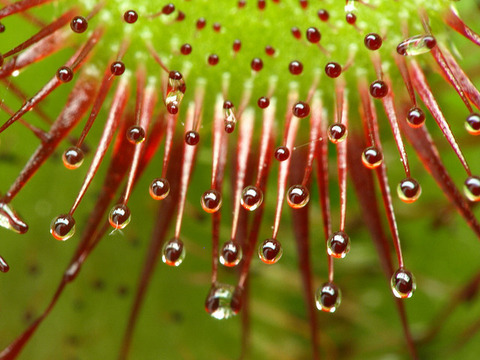 drosera sundew 16