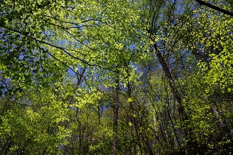 7IMGP0602