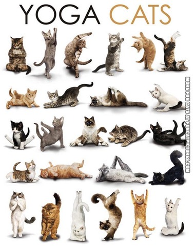funny-cat-picture-yoga-cats