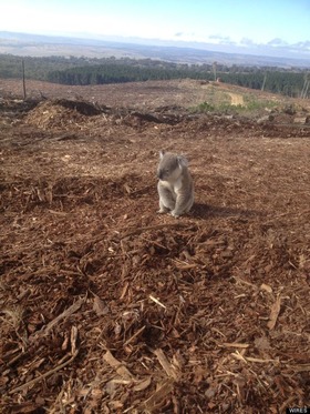 o-KOALA-PHOTO-570