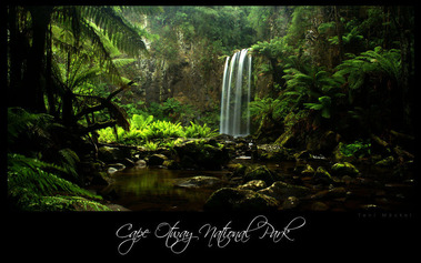 cape-otway-national-park-5325402b-0643-4683-b3bc-971be0877f89