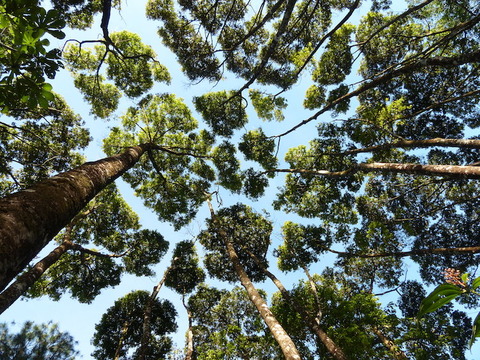 crown-shyness-of-trees-1