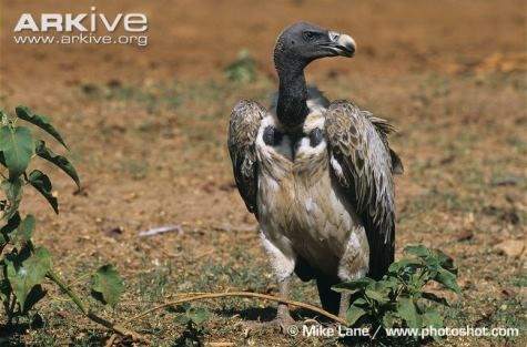 Indian-vulture-on-ground