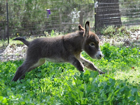 Donkey2