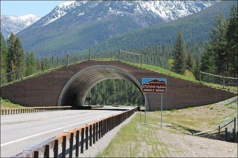 montana-usa-animal-bridge-