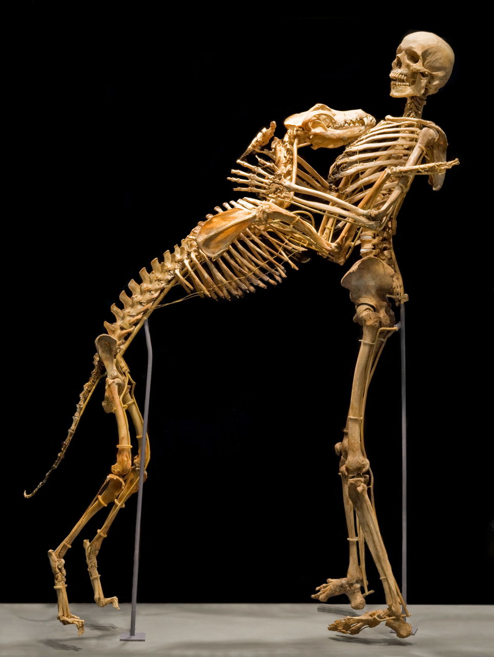 Настоящий человеческий. Фибродисплазия скелет. Антрополог гровер Кранц. Гровер Канц антраполог. Скелеты животных.