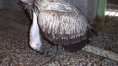 vulture_tcm9-56277