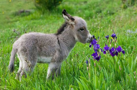 Donkey4