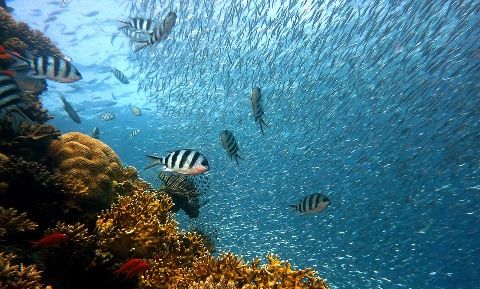 fish-378286_960_720