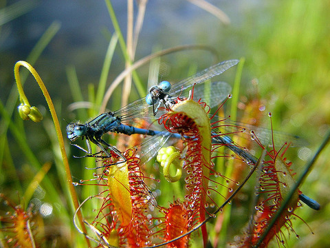 drosera sundew 7
