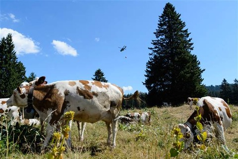 150722-switzerland-cows-water-helicopters