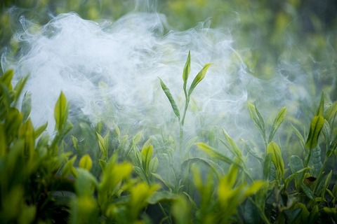 tea-2657302_1280
