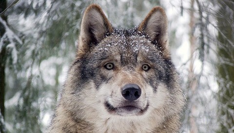 640x364wolf