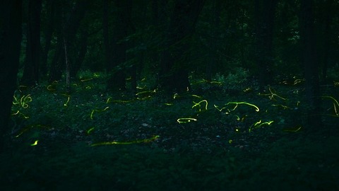 fireflies-6490245_1280